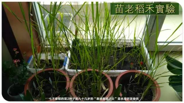 预售特惠听佛号的东北富硒大米 2020年秋收七不海伦富硒大米 东北大米 硒都海伦黑土寒地香稻 心法农业 福田心耕恭献