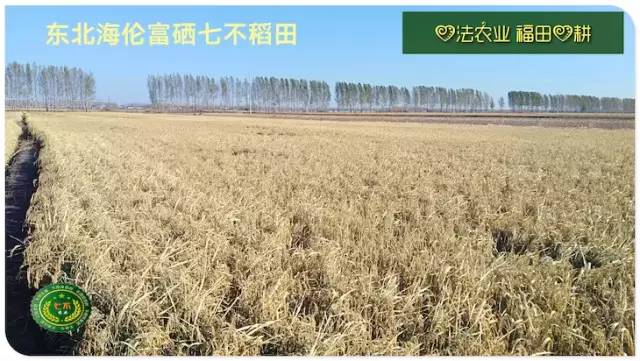预售特惠听佛号的东北富硒大米 2020年秋收七不海伦富硒大米 东北大米 硒都海伦黑土寒地香稻 心法农业 福田心耕恭献