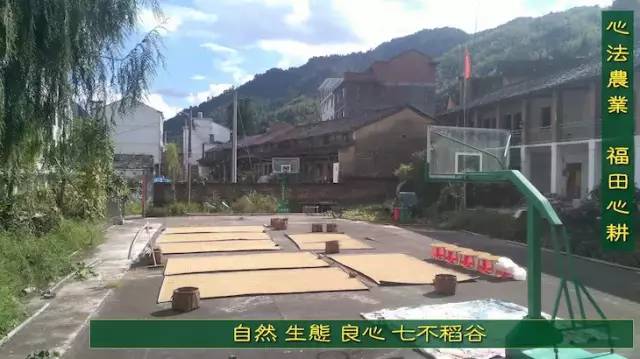 预售特惠听佛号的东北富硒大米 2020年秋收七不海伦富硒大米 东北大米 硒都海伦黑土寒地香稻 心法农业 福田心耕恭献