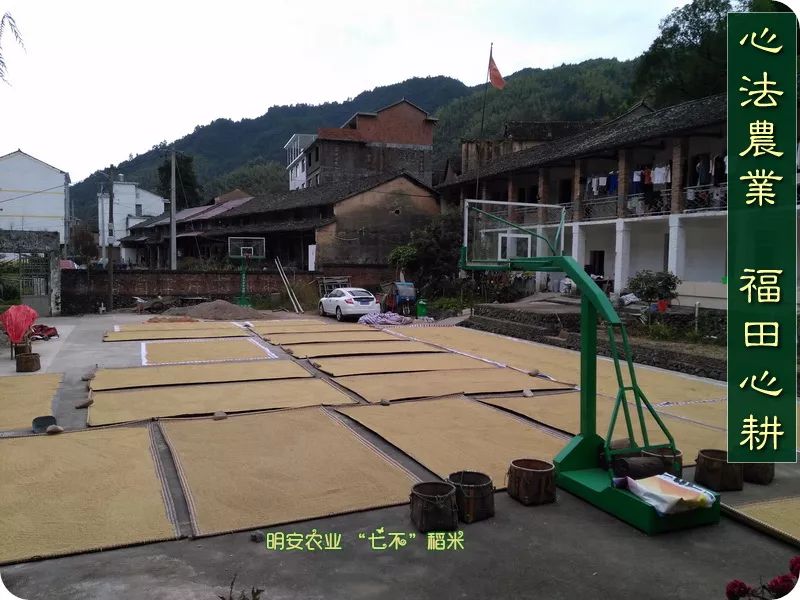 预售特惠听佛号的东北富硒大米 2020年秋收七不海伦富硒大米 东北大米 硒都海伦黑土寒地香稻 心法农业 福田心耕恭献 预售特惠听佛号的东北富硒大米 2020年秋收七不海伦富硒大米 东北大米 硒都海伦黑土寒地香稻 心法农业 福田心耕恭献