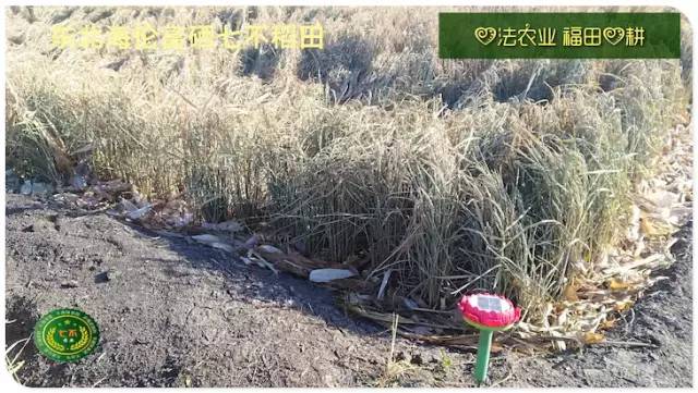 预售特惠听佛号的东北富硒大米 2020年秋收七不海伦富硒大米 东北大米 硒都海伦黑土寒地香稻 心法农业 福田心耕恭献