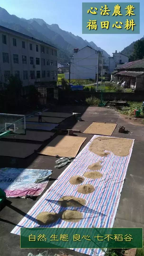 预售特惠听佛号的东北富硒大米 2020年秋收七不海伦富硒大米 东北大米 硒都海伦黑土寒地香稻 心法农业 福田心耕恭献