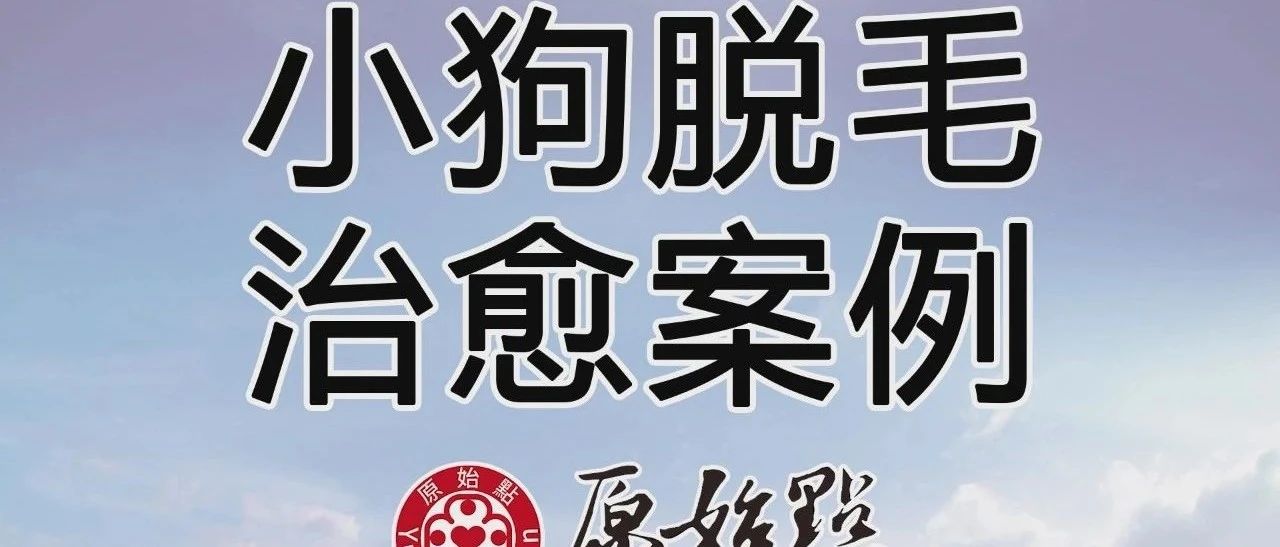 小狗脫毛治愈案例-七不姜 生姜养生网-明德CSA生态姜园&明安农业