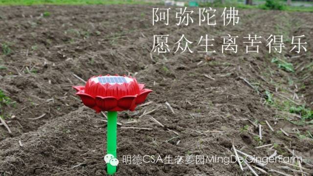 我们是谁?我们要干什么?关于我们-心法农业 七不姜 明德CSA生态姜园..还有心农人... 我们是谁?我们要干什么?关于我们-心法农业 七不姜 明德CSA生态姜园..还有心农人...