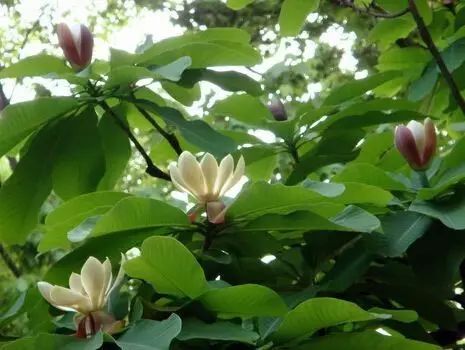 聊聊花事1 | 紫苏 藿香 苏东坡 厚朴 半夏 姜制之-七不姜 生姜养生网-明德CSA生态姜园&明安农业