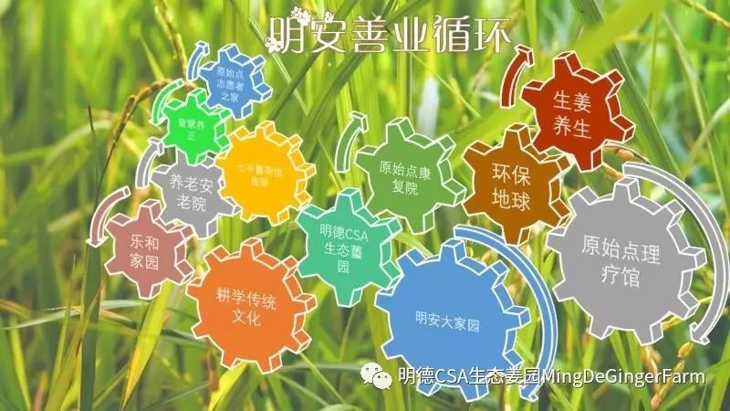心法农业 福田心耕 明德CSA生态姜园发起股东及创业团队介绍一