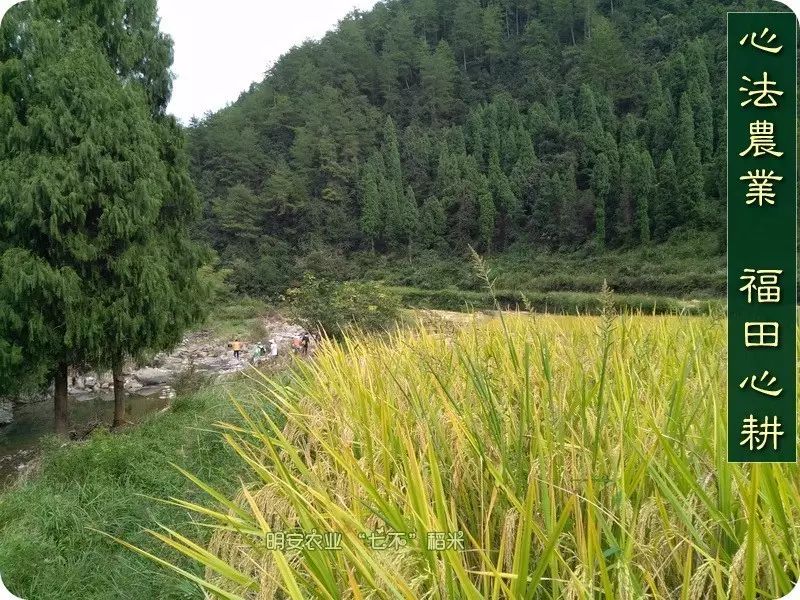 心法农业 福田心耕 明德CSA生态姜园发起股东及创业团队介绍一