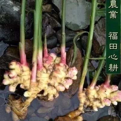 央视网《健康之路》 20120908 厨房三宝——姜-七不姜 生姜养生网-明德CSA生态姜园&明安农业