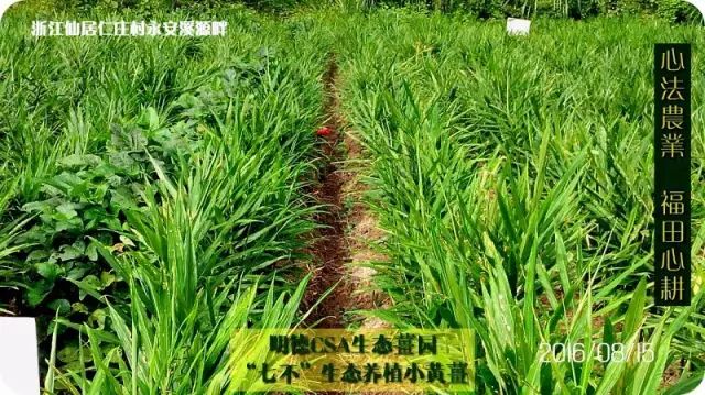教你正确存放生姜鲜姜方法，放一个月都新鲜，真是太厉害了