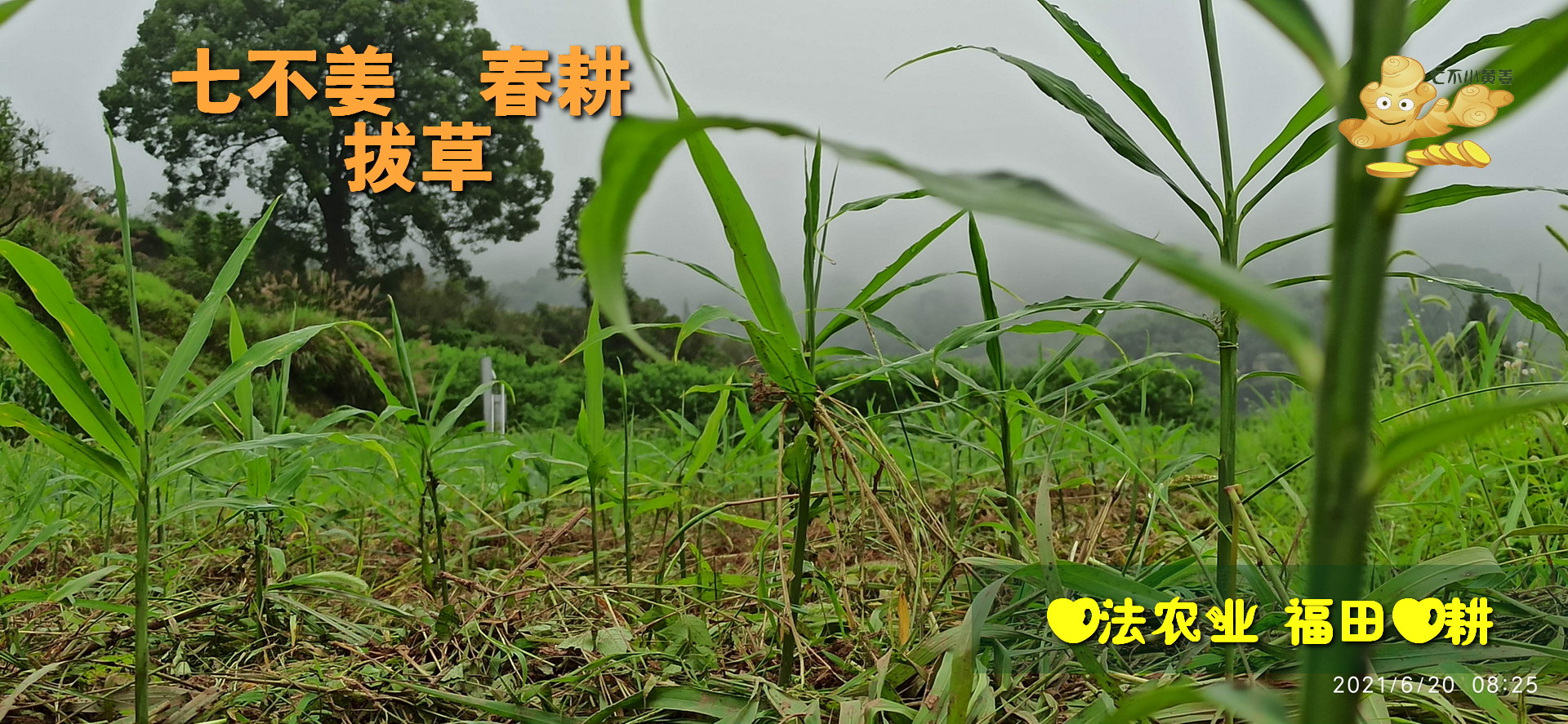 修身克己 坚定利他一一佛山原始点义工学习原始点心得-七不姜 生姜养生网-明德CSA生态姜园&明安农业