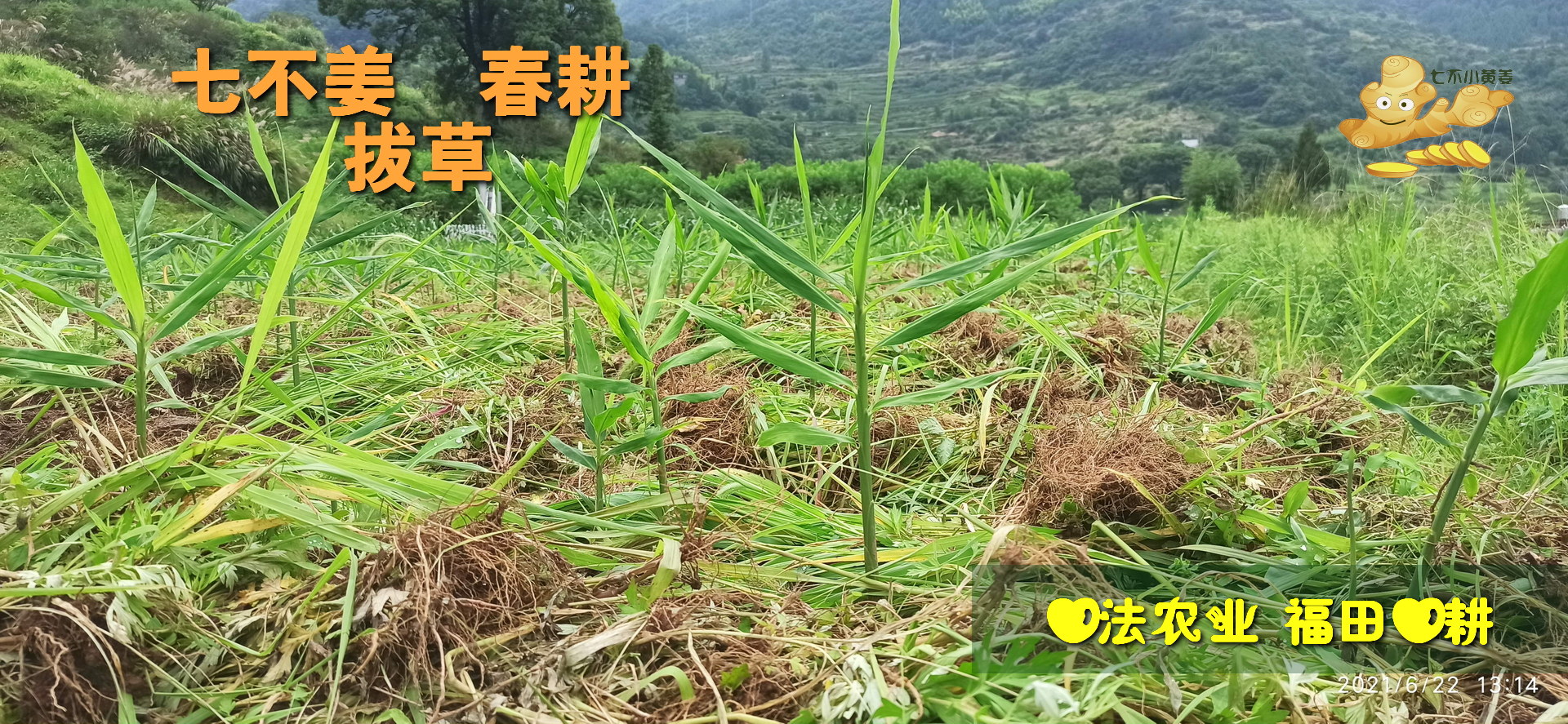 厦门家至善家庭健康师资班第九期第五周课程-七不姜 生姜养生网-明德CSA生态姜园&明安农业