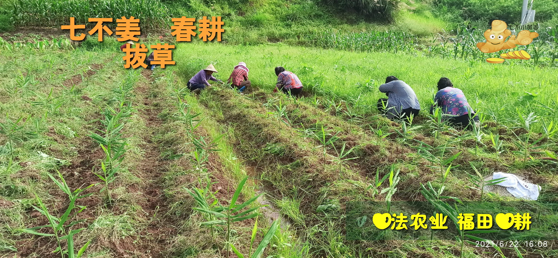 十一、重病处理（一）（2021年06月06日）及直播问答。还有姜粉泥的制作 硬结、肿块、肿瘤处理方法－张医师的案例 张医师示范姜粉泥按推-七不姜 生姜养生网-明德CSA生态姜园&明安农业