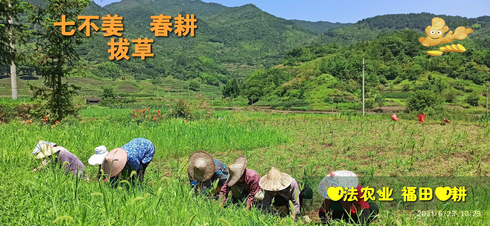 2021年5月6月 一场春雨一寸草 拔草 拔草 再 拔草-七不姜 生姜养生网-明德CSA生态姜园&明安农业