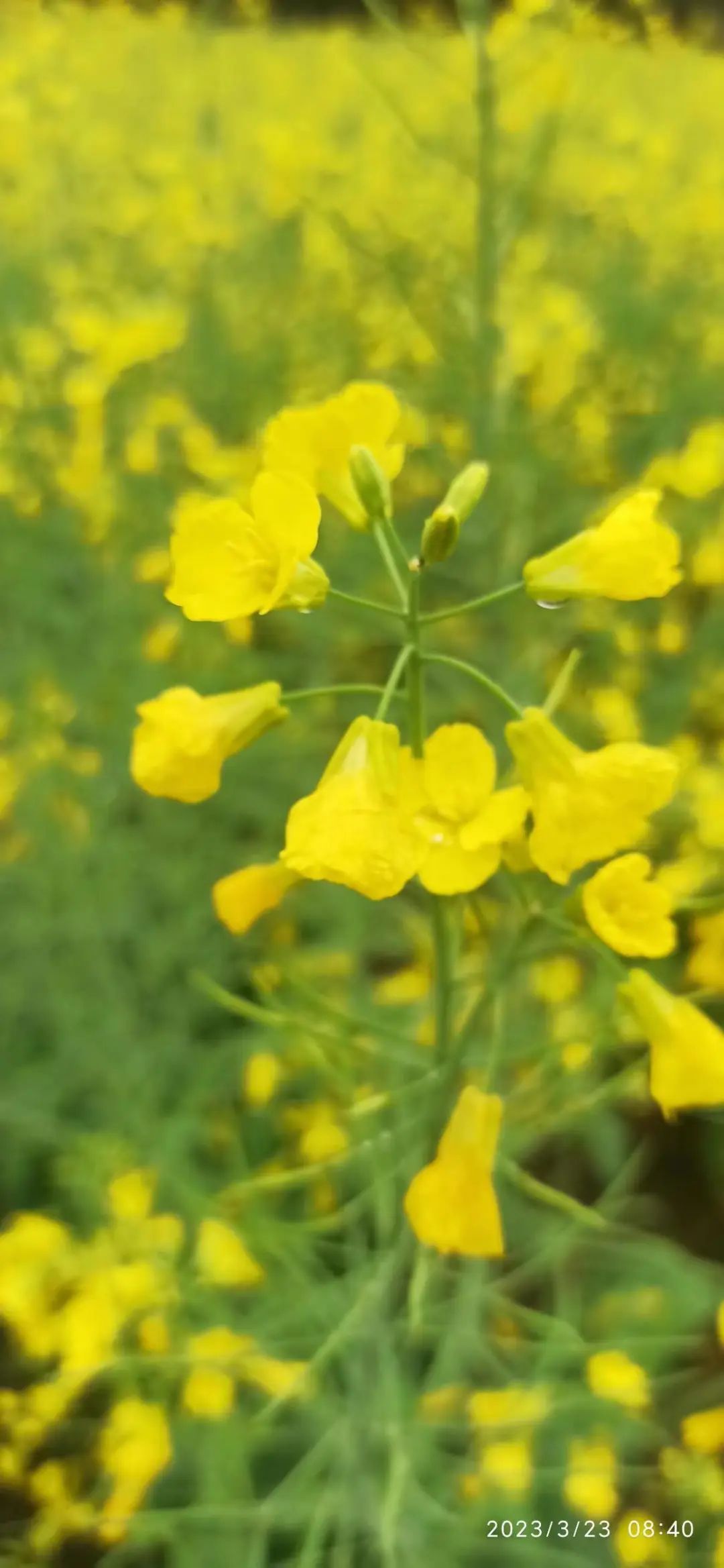 新品积分可兑换世界名品。还有乡土特产 人间仙居 的 菜籽油 茶油 黄豆 黑豆 笋干 地瓜粉 野蜂蜜...