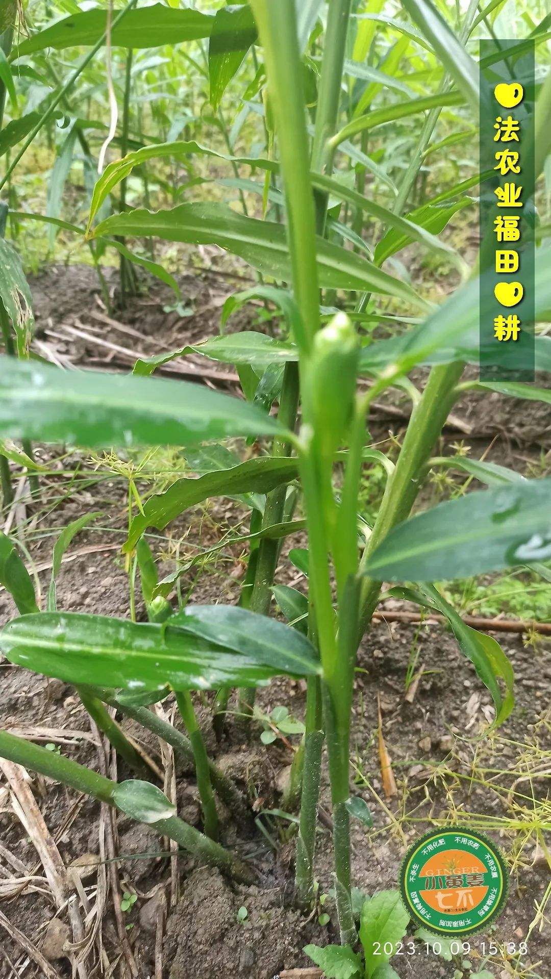 双11活动 特惠套装 浙江仙居 七不小黄姜 鲜姜 新上市 现发 生态自然 明安心法农业 双11活动 特惠套装 浙江仙居 七不小黄姜 鲜姜 新上市 现发 生态自然 明安心法农业