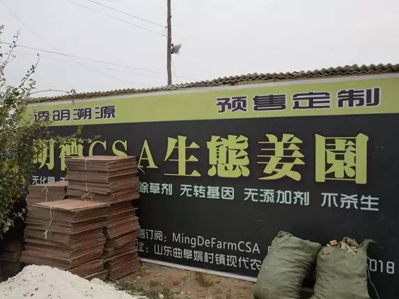 明德CSA生態姜園收姜勞動（二）
