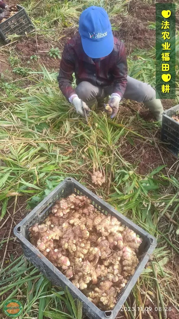 双11活动!庆祝七不姜秋收! 浙江仙居 七不小黄姜 鲜姜 新上市!扫描入群领取 双11特享 七不姜 群友 优惠券11元 双11活动!庆祝七不姜秋收! 浙江仙居 七不小黄姜 鲜姜 新上市!扫描入群领取 双11特享 七不姜 群友 优惠券11元