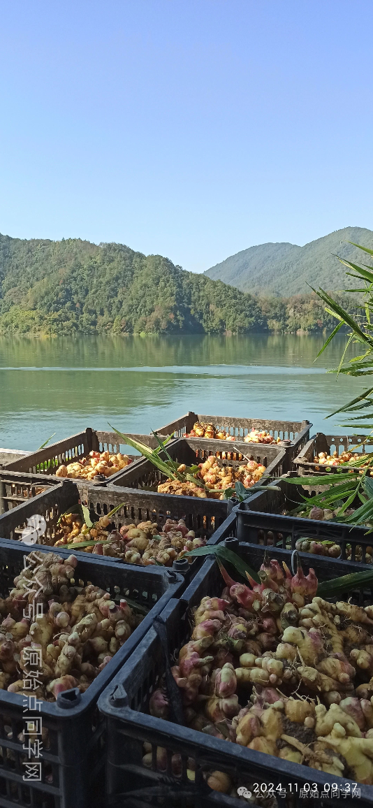 (广告)双11 除了七不姜,今天什么姜都别买！