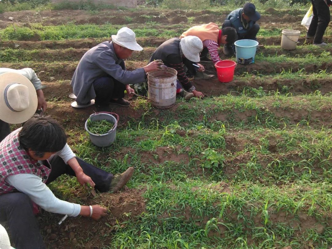 姜园乡土夏日忙 只为金秋好丰收!(●'◡'●)5月春耕春播 2023年七不姜预售预定 姜园乡土夏日忙 只为金秋好丰收!(●'◡'●)5月春耕春播 2023年七不姜预售预定