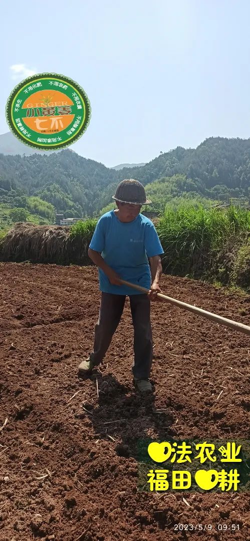 2023年4月-5月 七不姜春播图!家庭厨房生姜如何去皮切片 七不姜5月促销优惠劵 2023年4月-5月 七不姜春播图!家庭厨房生姜如何去皮切片 七不姜5月促销优惠劵