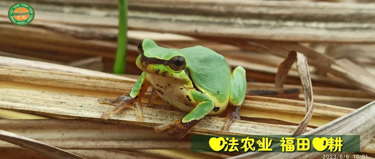 (●'◡'●)6月庆祝春播春种顺利完成！ 姜膏姜油  端午糯米 会员积分换购特惠 ，2023预售大米 会员折上折 6.18折-七不姜 生姜养生网-明德CSA生态姜园&明安农业