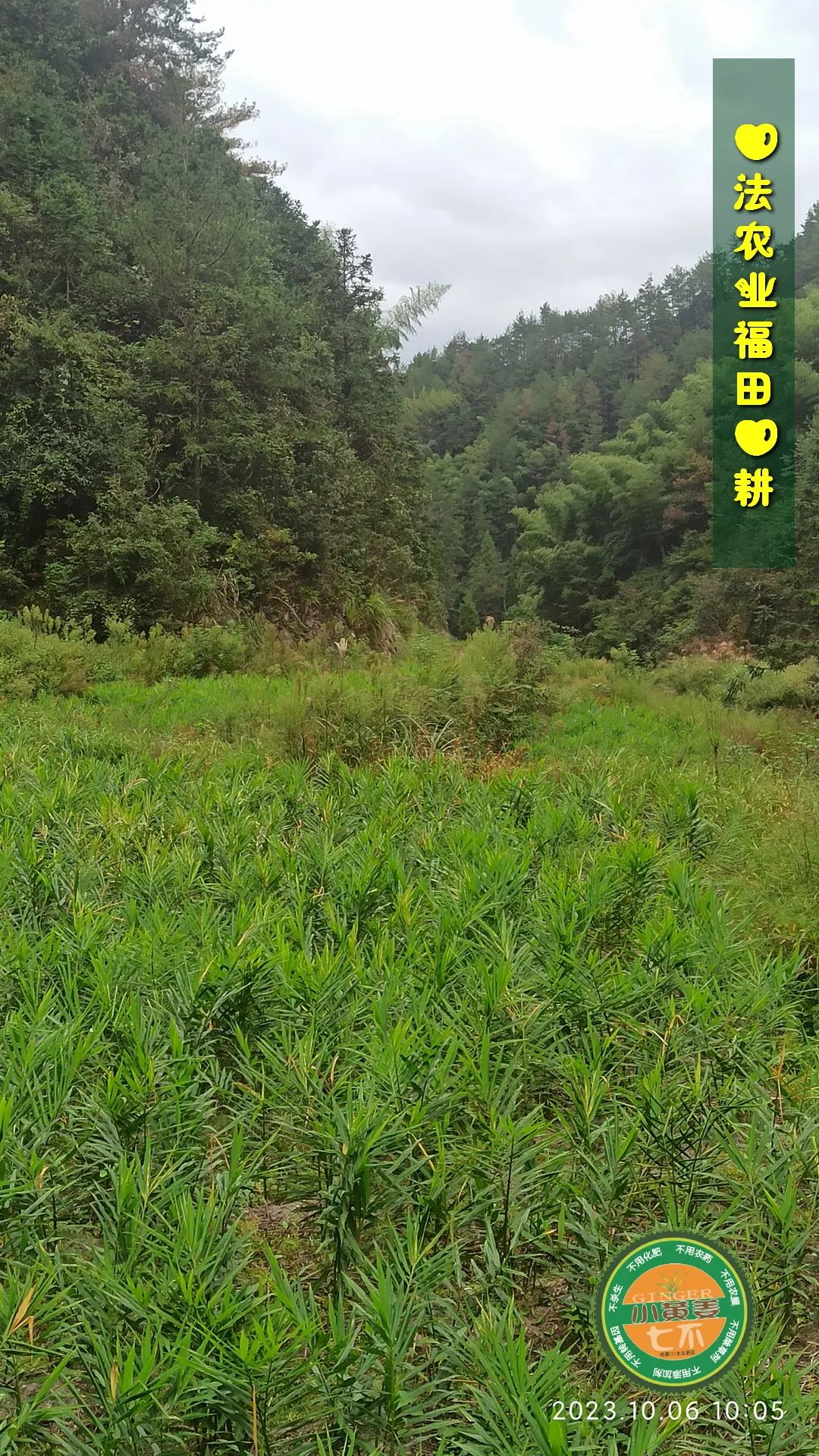 双11活动 特惠套装 浙江仙居 七不小黄姜 鲜姜 新上市 现发 生态自然 明安心法农业 双11活动 特惠套装 浙江仙居 七不小黄姜 鲜姜 新上市 现发 生态自然 明安心法农业