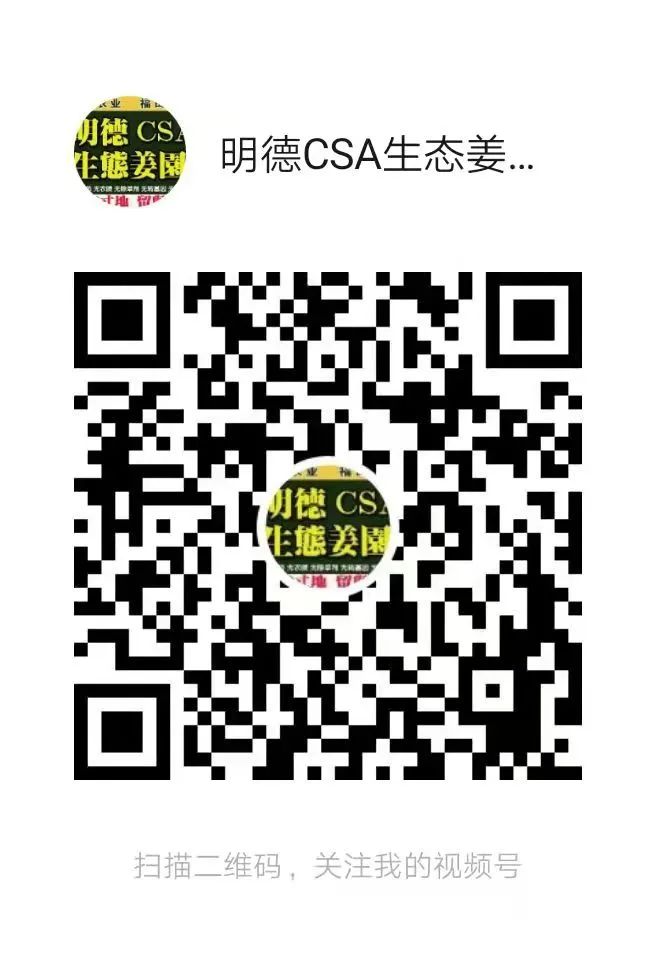 姜灌肠姜栓10粒 原始点热源（姜汤姜粉泥灌肠的补充）热源直达患处体伤 七不姜粉+栓剂基质辅料及生姜养生 姜的应用视频集