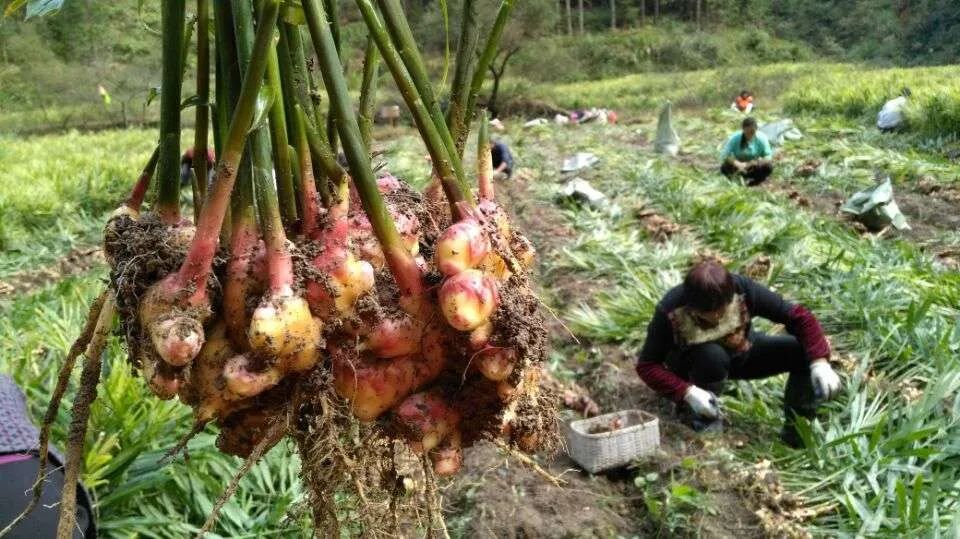 淡竹VS溪港 | 仙居农产品自产自销集市本周六预告来袭! 淡竹VS溪港 | 仙居农产品自产自销集市本周六预告来袭!