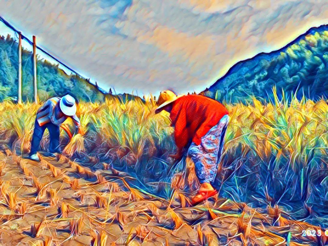 世界粮食日10月16日 特惠打包价 包邮 5斤鲜姜 +5斤 新鲜大米 自然生态安全健康 粮食 世界粮食日10月16日 特惠打包价 包邮 5斤鲜姜 +5斤 新鲜大米 自然生态安全健康 粮食