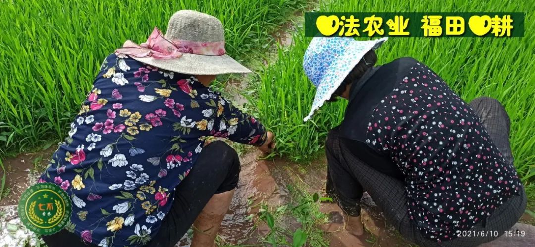 七不红米水稻9月11日上市现货销售-新米限时特惠 家庭大米专场:红米/糯米/ 黑米/泰两优217/中浙优H7 品种多质量优 七不红米水稻9月11日上市现货销售-新米限时特惠 家庭大米专场:红米/糯米/ 黑米/泰两优217/中浙优H7 品种多质量优