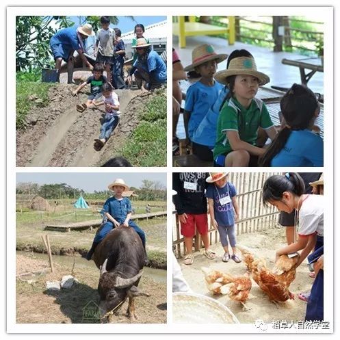 探访清迈Ginger Farm(2018.7.7) 探访清迈Ginger Farm(2018.7.7)
