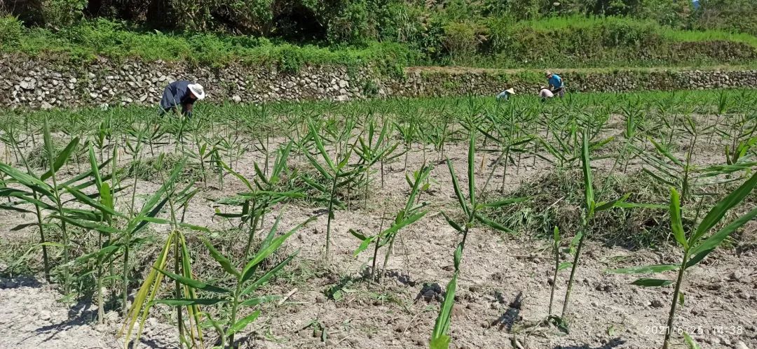 (●'◡'●)6月庆祝春播春种顺利完成! 姜膏姜油 端午糯米 会员积分换购特惠 ,2023预售大米 会员折上折 6.18折 (●'◡'●)6月庆祝春播春种顺利完成! 姜膏姜油 端午糯米 会员积分换购特惠 ,2023预售大米 会员折上折 6.18折