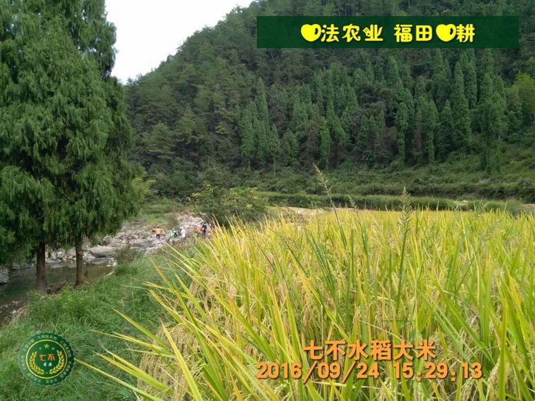 七不红米水稻9月11日上市现货销售-新米限时特惠 家庭大米专场:红米/糯米/ 黑米/泰两优217/中浙优H7 品种多质量优 七不红米水稻9月11日上市现货销售-新米限时特惠 家庭大米专场:红米/糯米/ 黑米/泰两优217/中浙优H7 品种多质量优