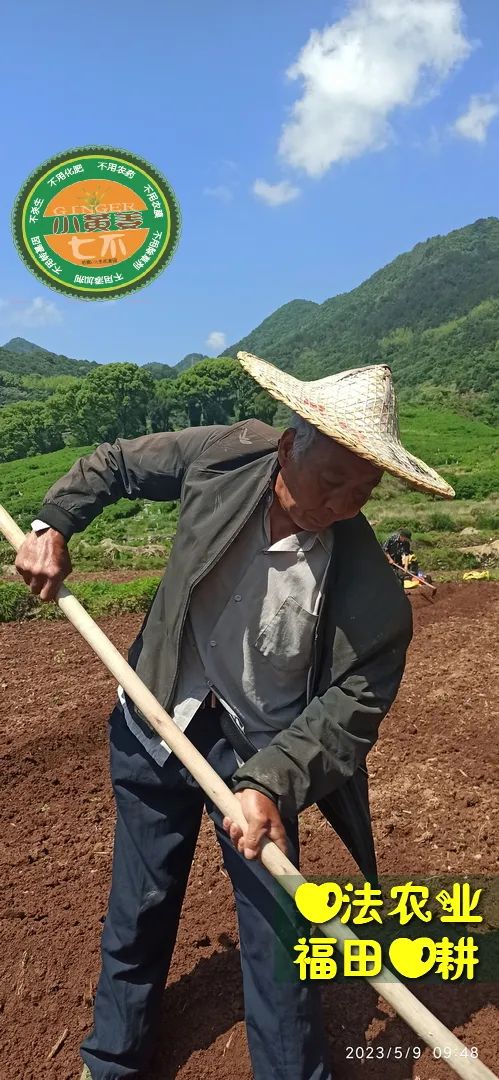 2023年4月-5月 七不姜春播图!家庭厨房生姜如何去皮切片 七不姜5月促销优惠劵 2023年4月-5月 七不姜春播图!家庭厨房生姜如何去皮切片 七不姜5月促销优惠劵