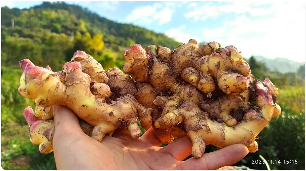 2023年12月 优惠“卷”送给您收下。 庆祝七不姜秋收圆满! 浙江仙居 七不小黄姜 干姜片 姜粉新上市!꒰^ↀωↀ^꒱ 2023年12月 优惠“卷”送给您收下。 庆祝七不姜秋收圆满! 浙江仙居 七不小黄姜 干姜片 姜粉新上市!꒰^ↀωↀ^꒱