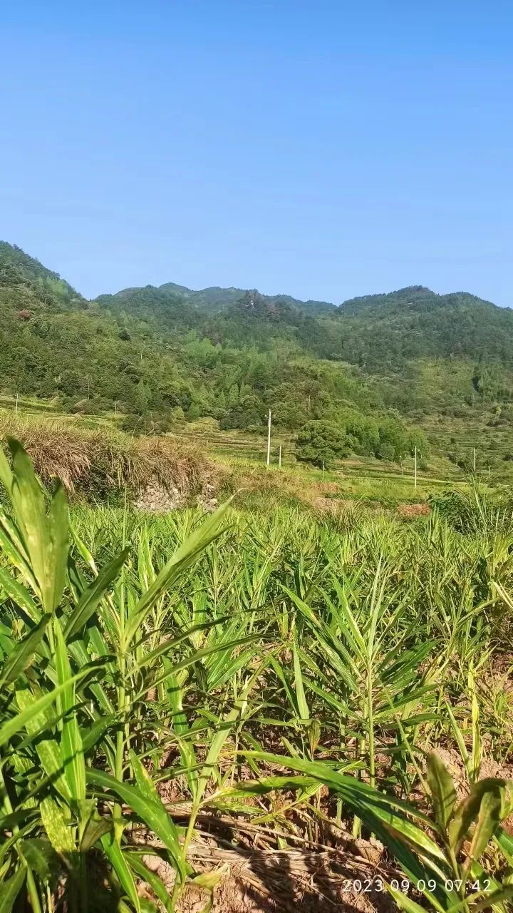 加入我们的七不姜养生微信群,专享2023年丰收节庆亚运优惠券! 满30元,即可立减10元!仅2天。 加入我们的七不姜养生微信群,专享2023年丰收节庆亚运优惠券! 满30元,即可立减10元!仅2天。