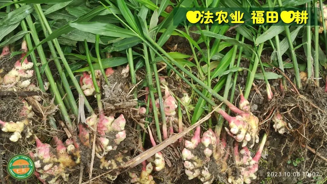 双11活动 特惠套装 浙江仙居 七不小黄姜 鲜姜 新上市 现发 生态自然 明安心法农业 双11活动 特惠套装 浙江仙居 七不小黄姜 鲜姜 新上市 现发 生态自然 明安心法农业