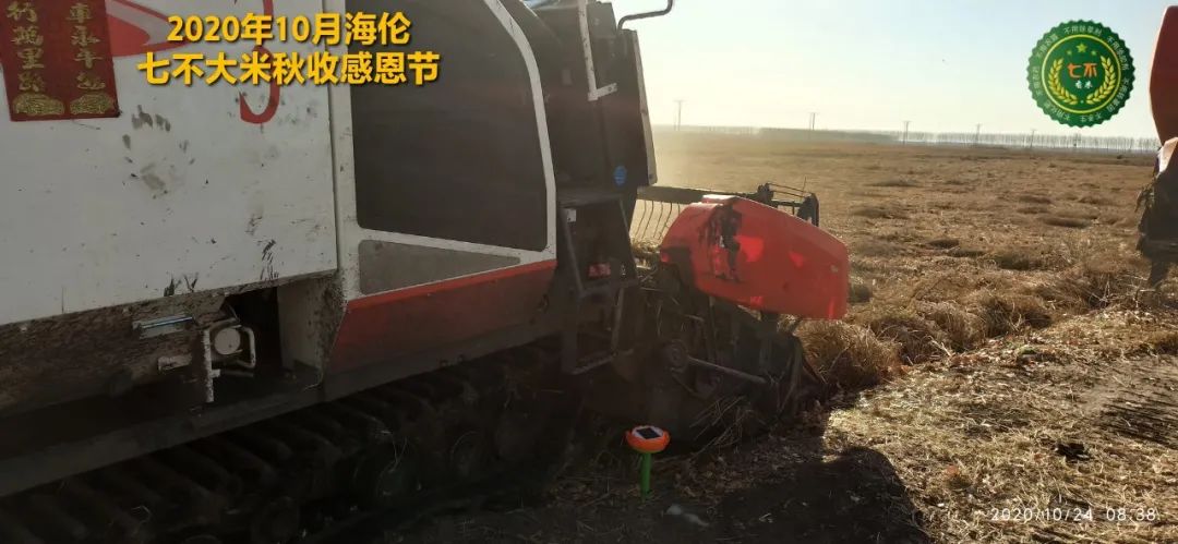 【海伦七不水稻秋收报恩健康行】海伦寒地黑土七不香稻秋收采风 2020.10.24 【海伦七不水稻秋收报恩健康行】海伦寒地黑土七不香稻秋收采风 2020.10.24