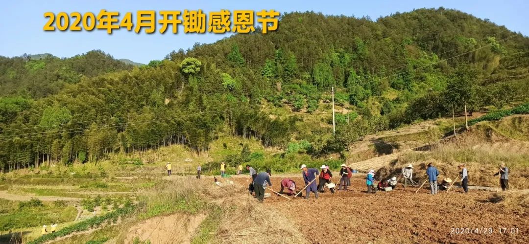 秋收告动物虫鸟书：尊敬的诸位动物虫鸟先生小姐们，七不小黄姜宝贝们