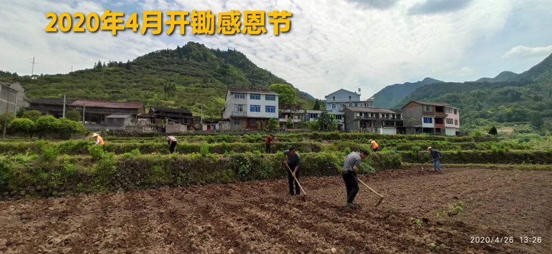 秋收节感恩什么？（浙江仙居七不姜 欢喜农耕 心悦自然 ）