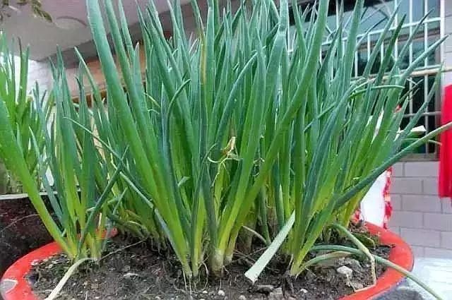 冬季盆栽“生姜”，2元钱1小瓶“药”一年翻20倍，盆盆爆满“姜”