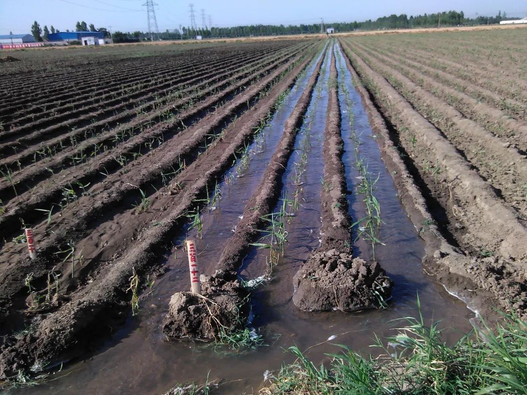 (●'◡'●)6月庆祝春播春种顺利完成! 姜膏姜油 端午糯米 会员积分换购特惠 ,2023预售大米 会员折上折 6.18折 (●'◡'●)6月庆祝春播春种顺利完成! 姜膏姜油 端午糯米 会员积分换购特惠 ,2023预售大米 会员折上折 6.18折