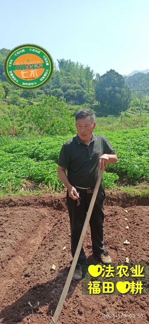 2023年4月-5月 七不姜春播图!家庭厨房生姜如何去皮切片 七不姜5月促销优惠劵 2023年4月-5月 七不姜春播图!家庭厨房生姜如何去皮切片 七不姜5月促销优惠劵