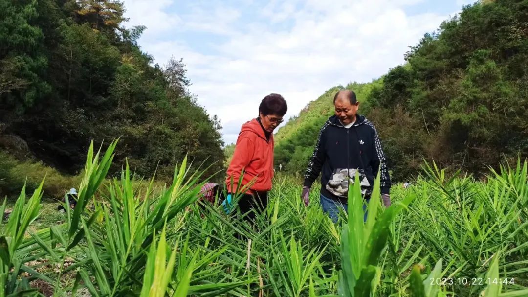 双11活动 特惠套装 浙江仙居 七不小黄姜 鲜姜 新上市 现发 生态自然 明安心法农业 双11活动 特惠套装 浙江仙居 七不小黄姜 鲜姜 新上市 现发 生态自然 明安心法农业