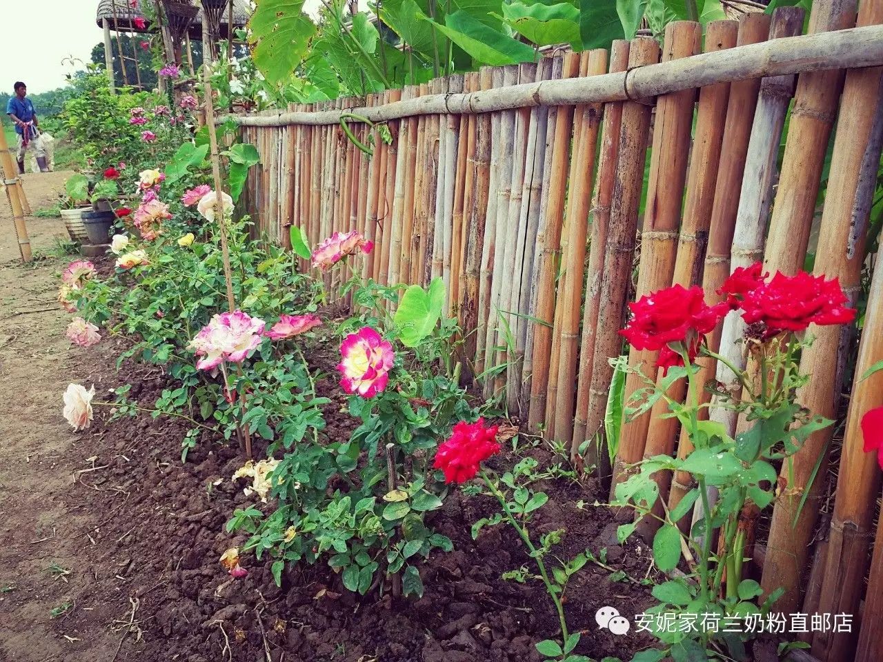 【清迈】GINGER FARM里的泰国农家乐,可以举办生日趴体,10月份假期日托班信息在贴底 【清迈】GINGER FARM里的泰国农家乐,可以举办生日趴体,10月份假期日托班信息在贴底