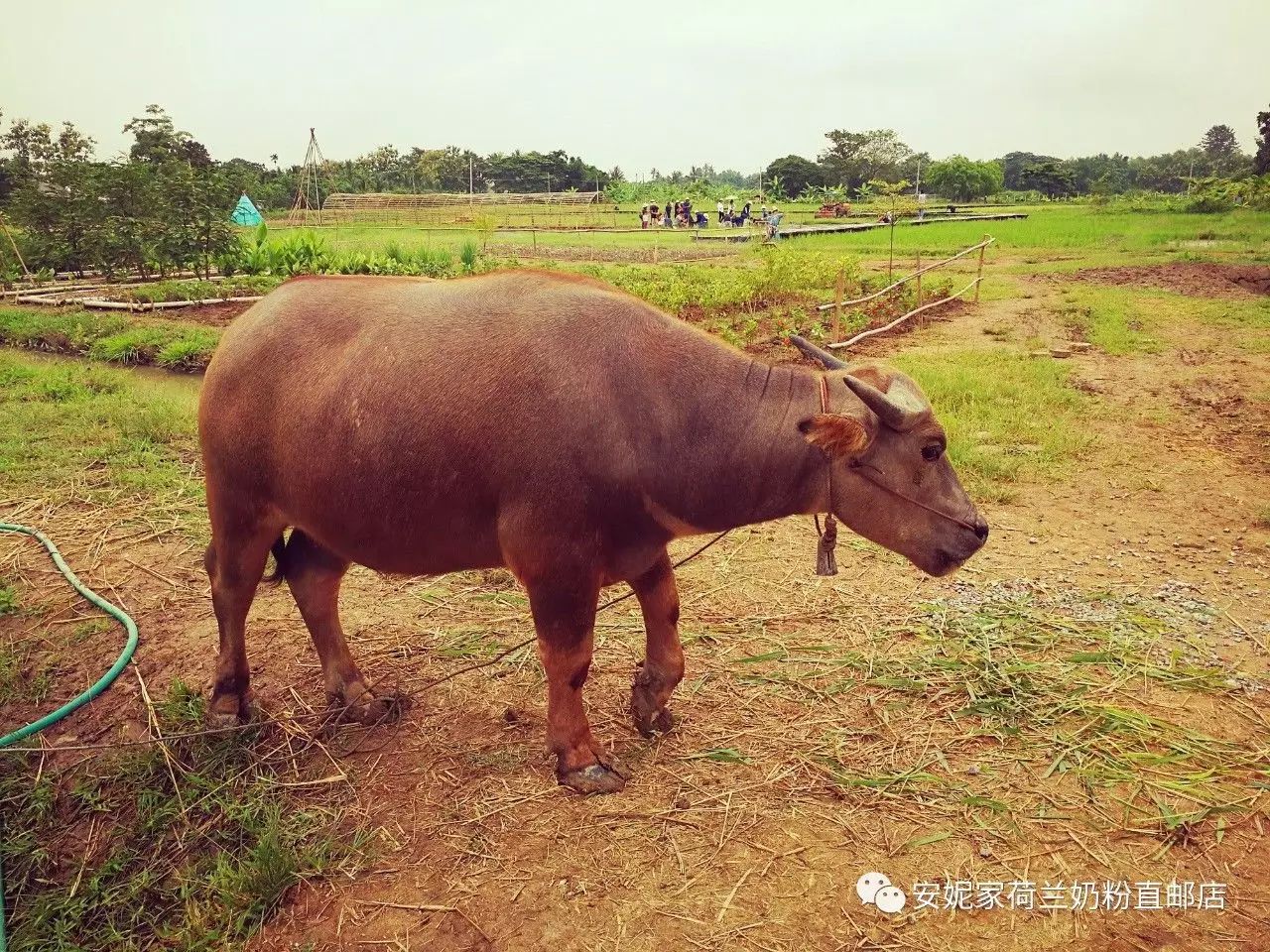 【清迈】GINGER FARM里的泰国农家乐,可以举办生日趴体,10月份假期日托班信息在贴底 【清迈】GINGER FARM里的泰国农家乐,可以举办生日趴体,10月份假期日托班信息在贴底