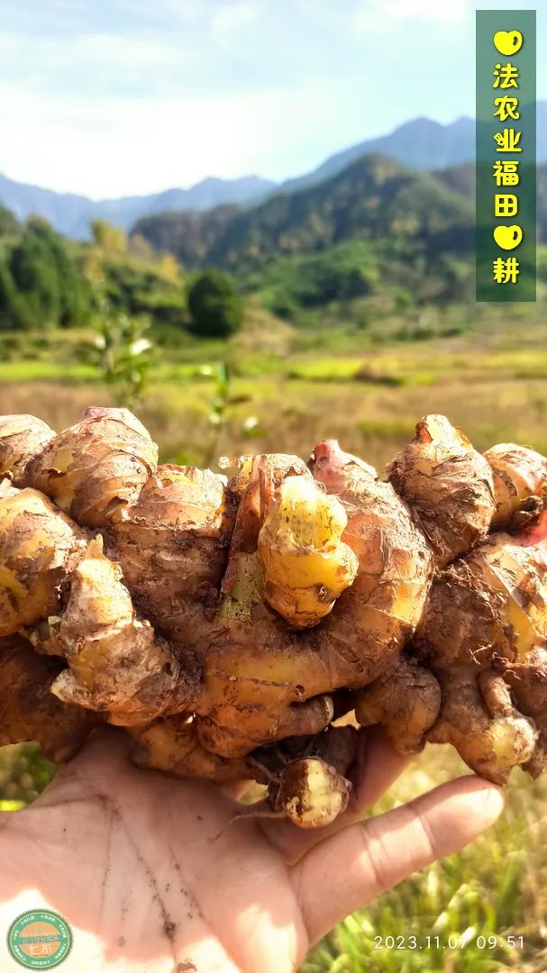 双11活动!庆祝七不姜秋收! 浙江仙居 七不小黄姜 鲜姜 新上市!扫描入群领取 双11特享 七不姜 群友 优惠券11元 双11活动!庆祝七不姜秋收! 浙江仙居 七不小黄姜 鲜姜 新上市!扫描入群领取 双11特享 七不姜 群友 优惠券11元