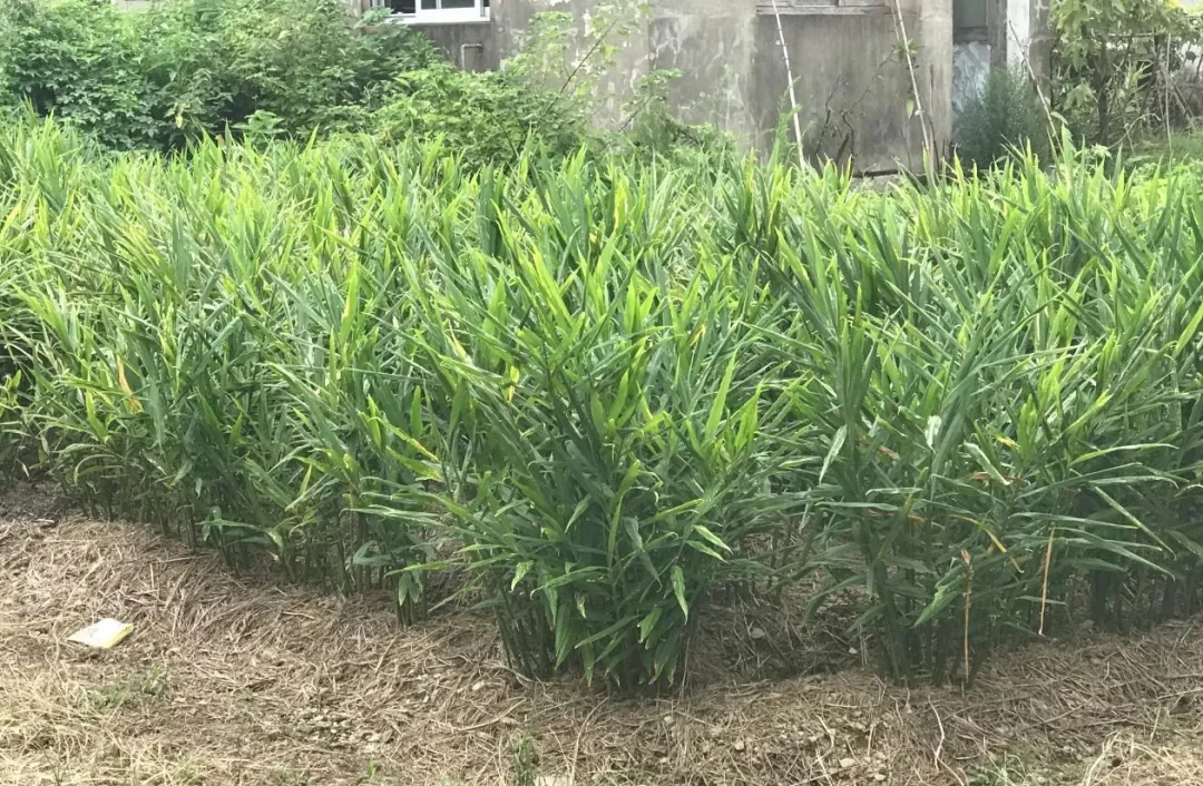 一种南方罕见的扛冻核武器，出现在台州