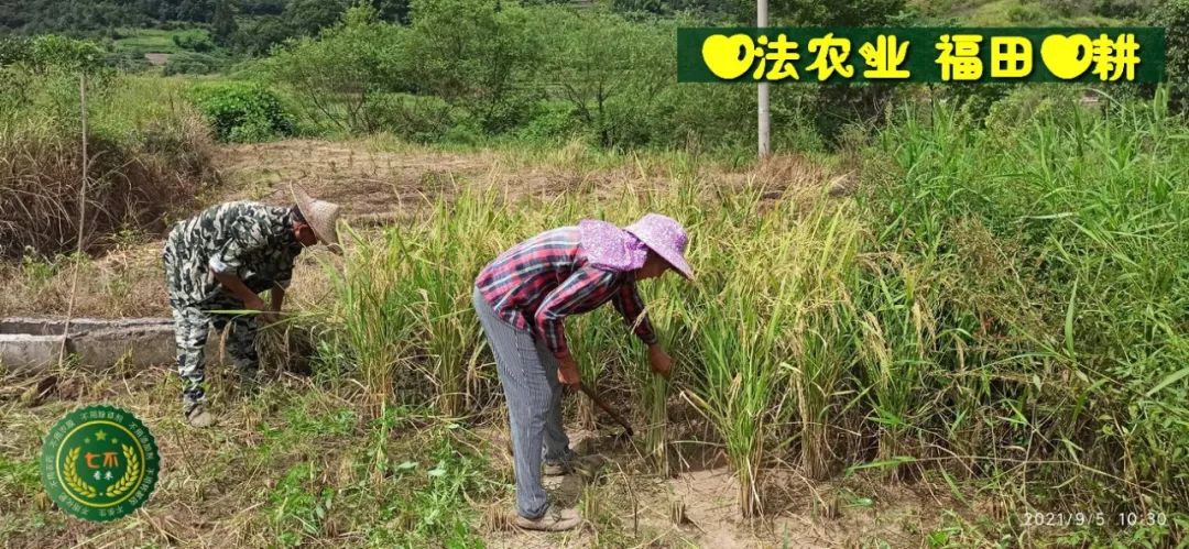 七不红米水稻9月11日上市现货销售-新米限时特惠 家庭大米专场:红米/糯米/ 黑米/泰两优217/中浙优H7 品种多质量优 七不红米水稻9月11日上市现货销售-新米限时特惠 家庭大米专场:红米/糯米/ 黑米/泰两优217/中浙优H7 品种多质量优