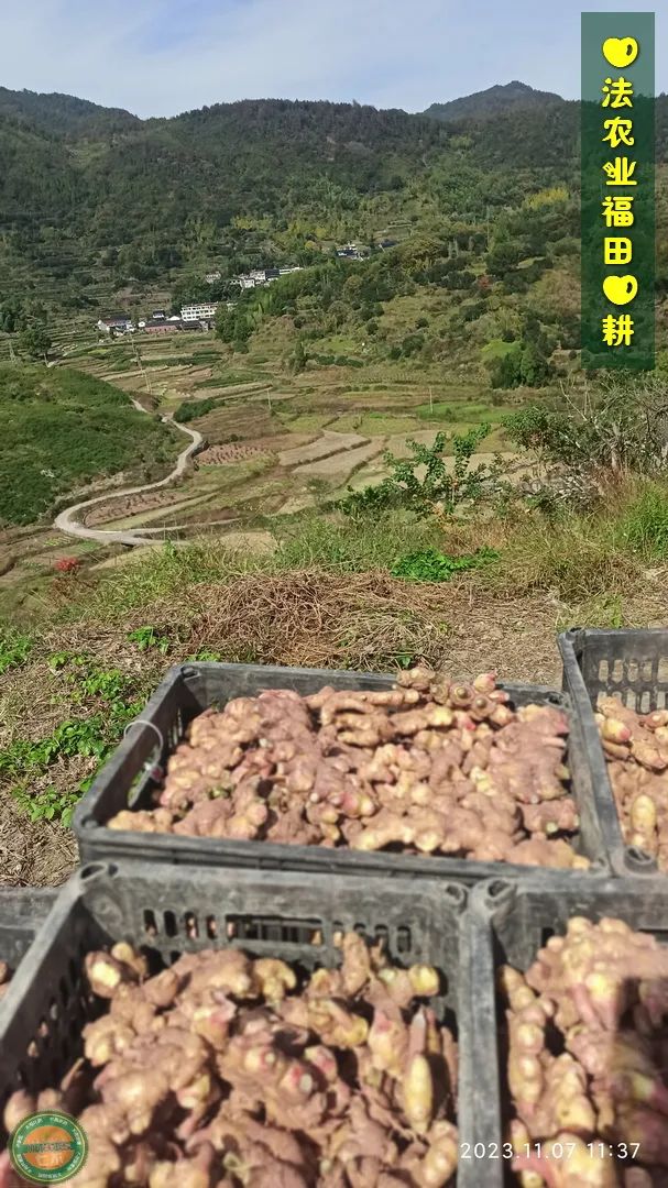 七不姜新春狂欢 送礼 姜粉第二件半价 抽奖过新年 全球精品派克笔/777/S.T.A.M.P.S.表/ZIPPO/瑞士军刀任挑